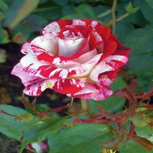 BEAUTIFUL ROSE ~ COPY OF MY PHOTO 8" x 10"